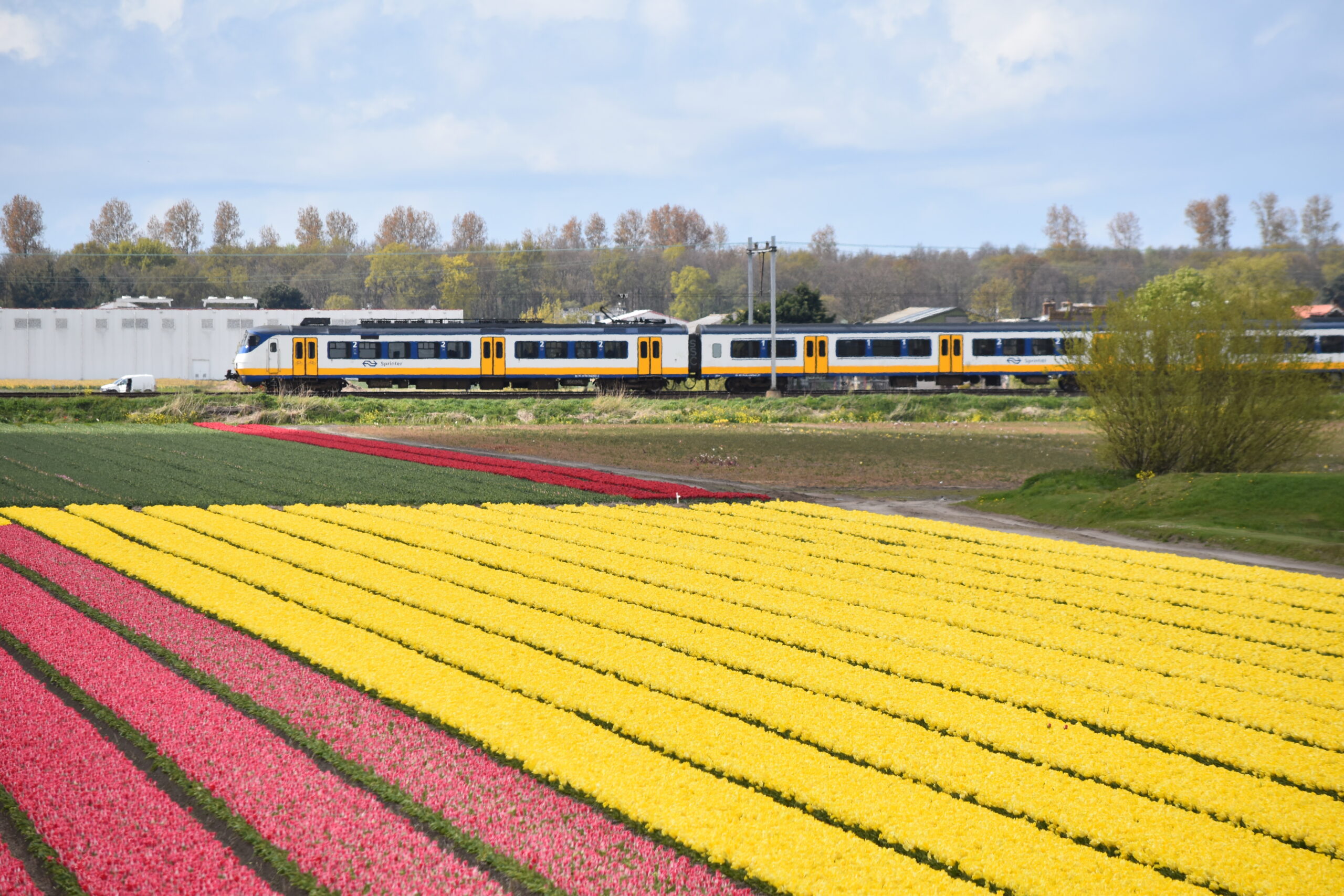 キューケンホフのチューリップ畑をゆくオランダの鉄道